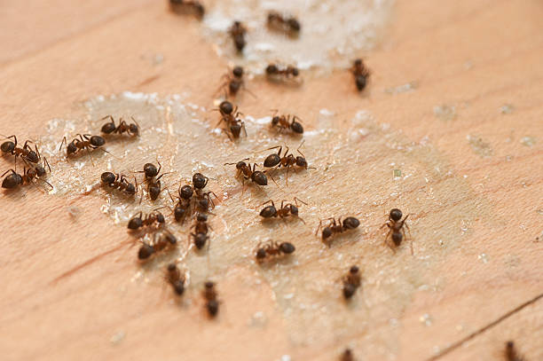 Best Insect Control  in Sewaren, NJ